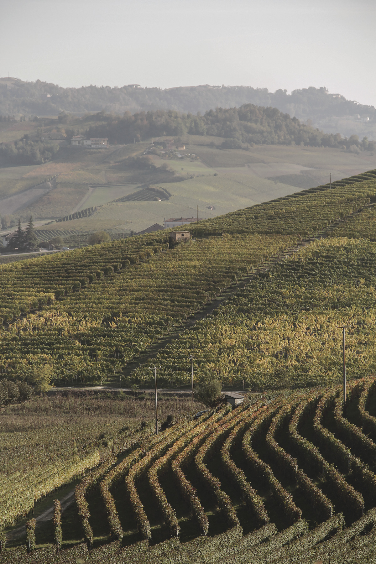 reportage Canon roero Italy hills wine people grapes langhe piemonte Turin