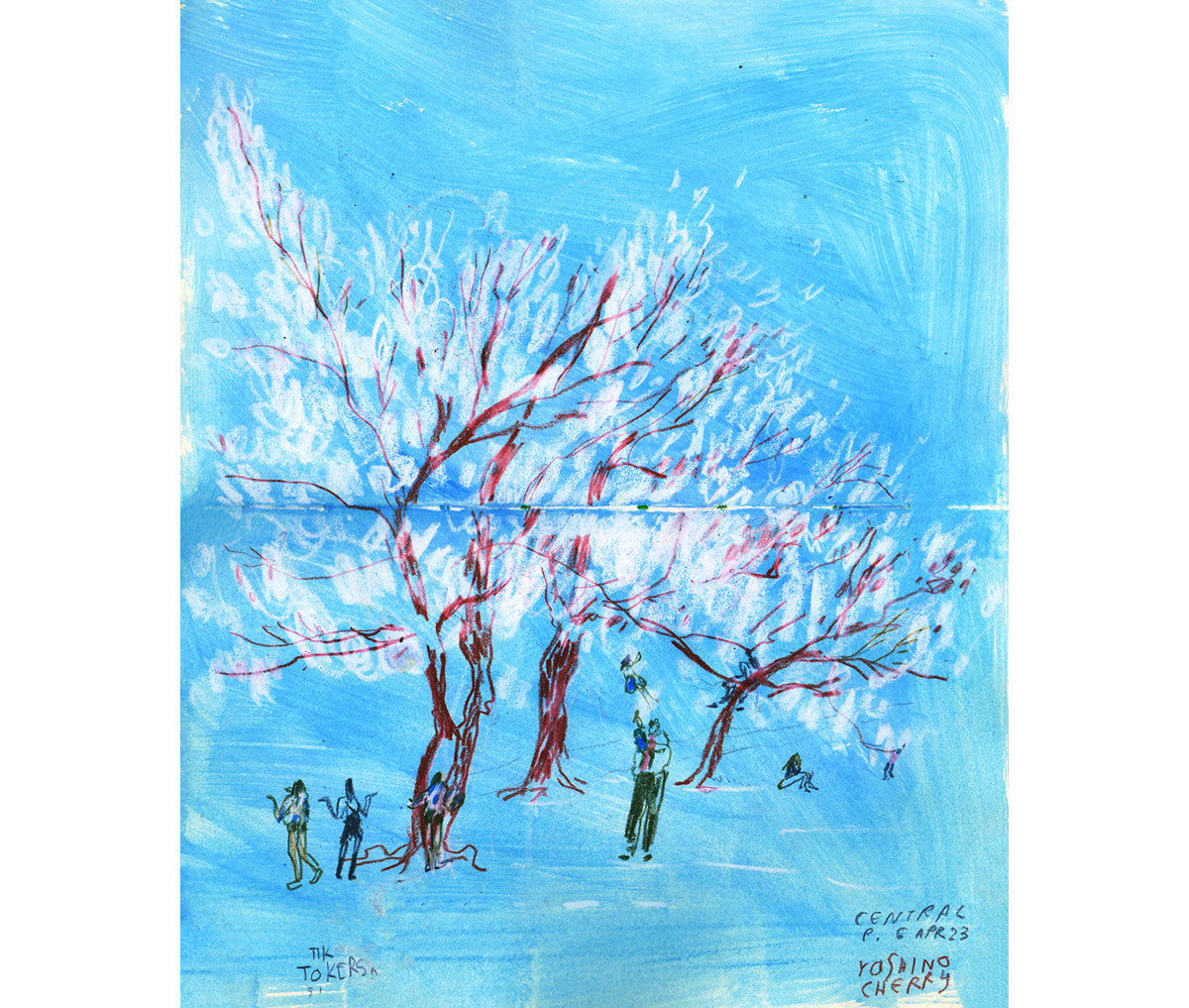 Central Park Cherry Blossom ILLUSTRATION  magnolia Manhattan New York plein air sketchbook spring trees