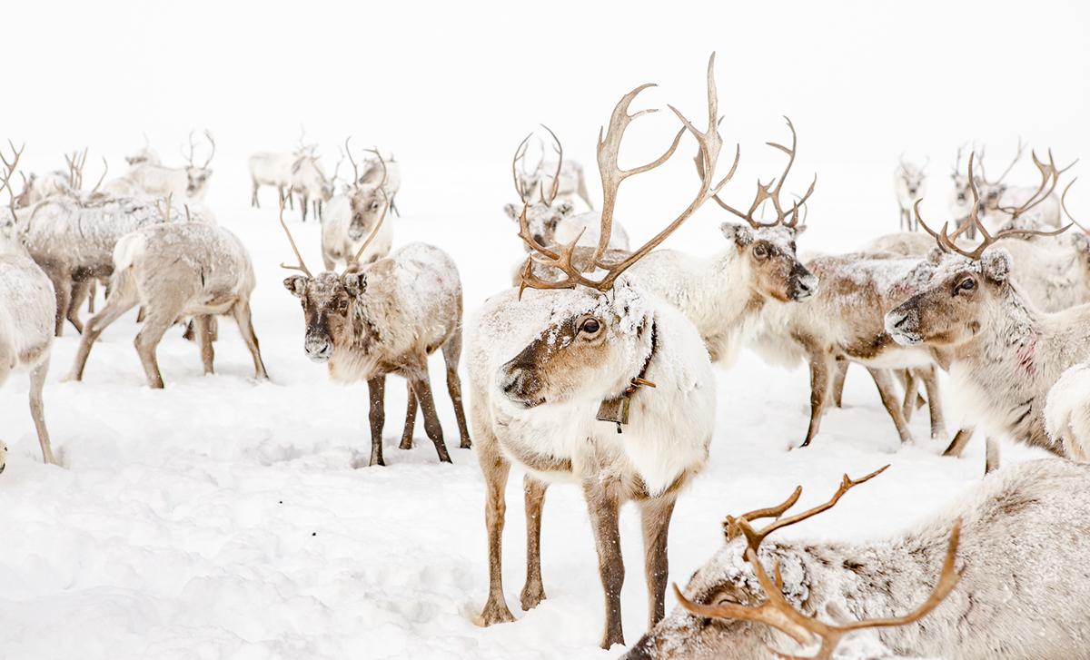 reindeer Lapland finland animal culture Landscape winter Arctic