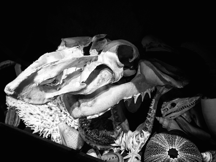 skull black and white museum