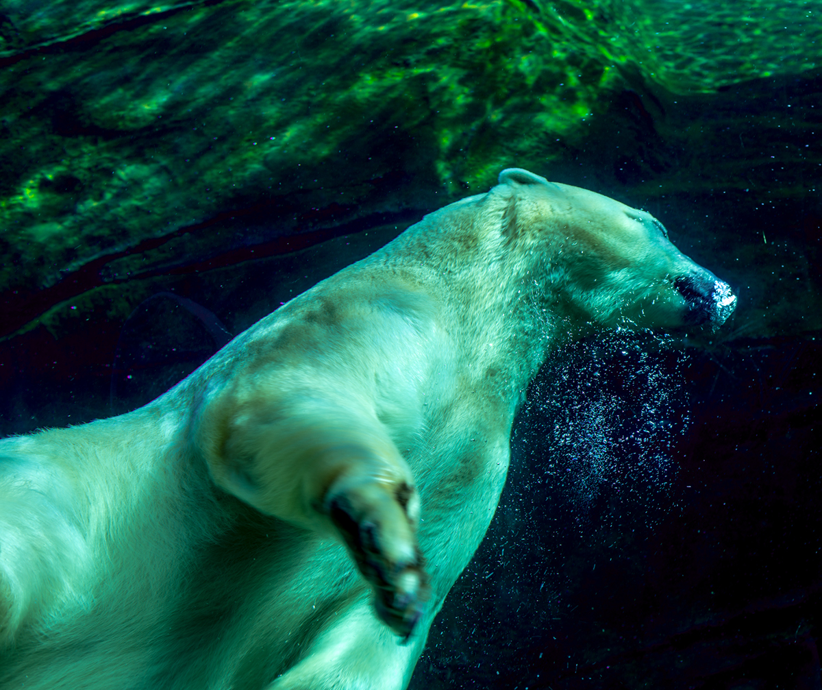 polar bears wildlife animal video Nikon underwater