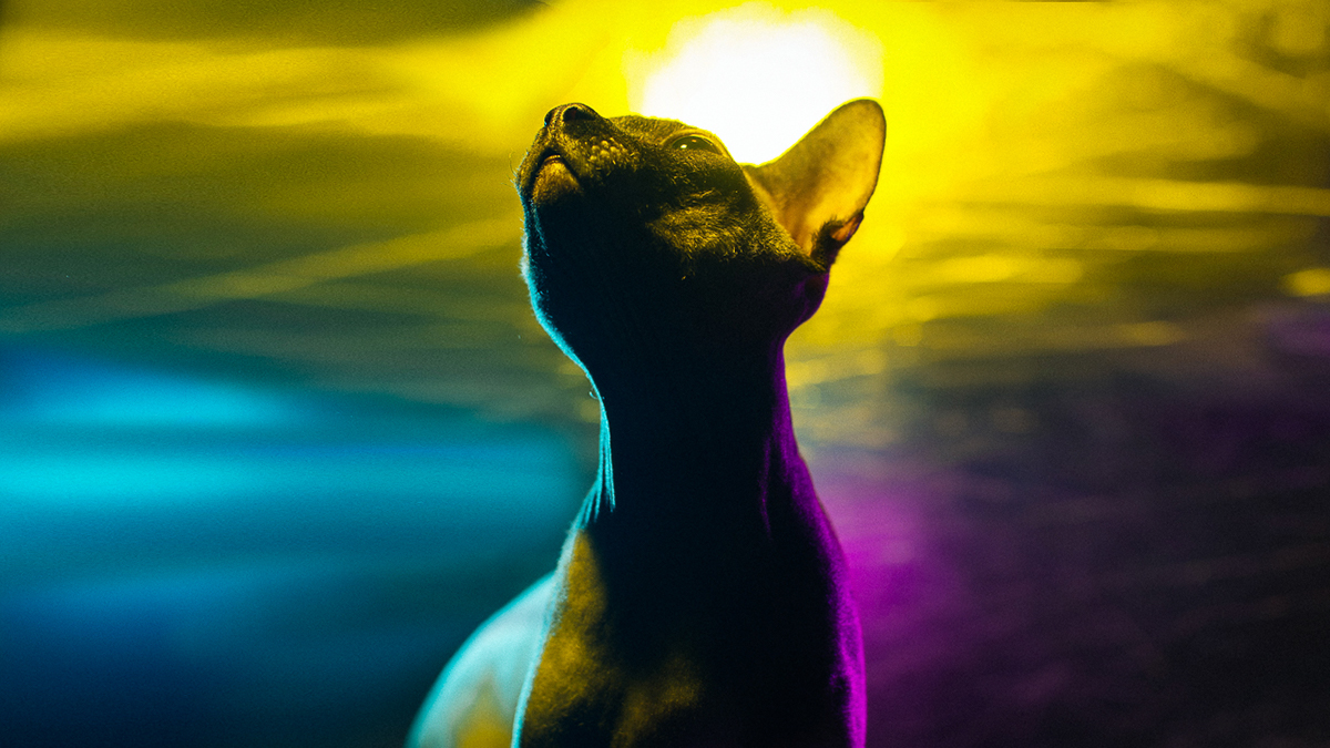 Cat sphynx rainbow neon colours