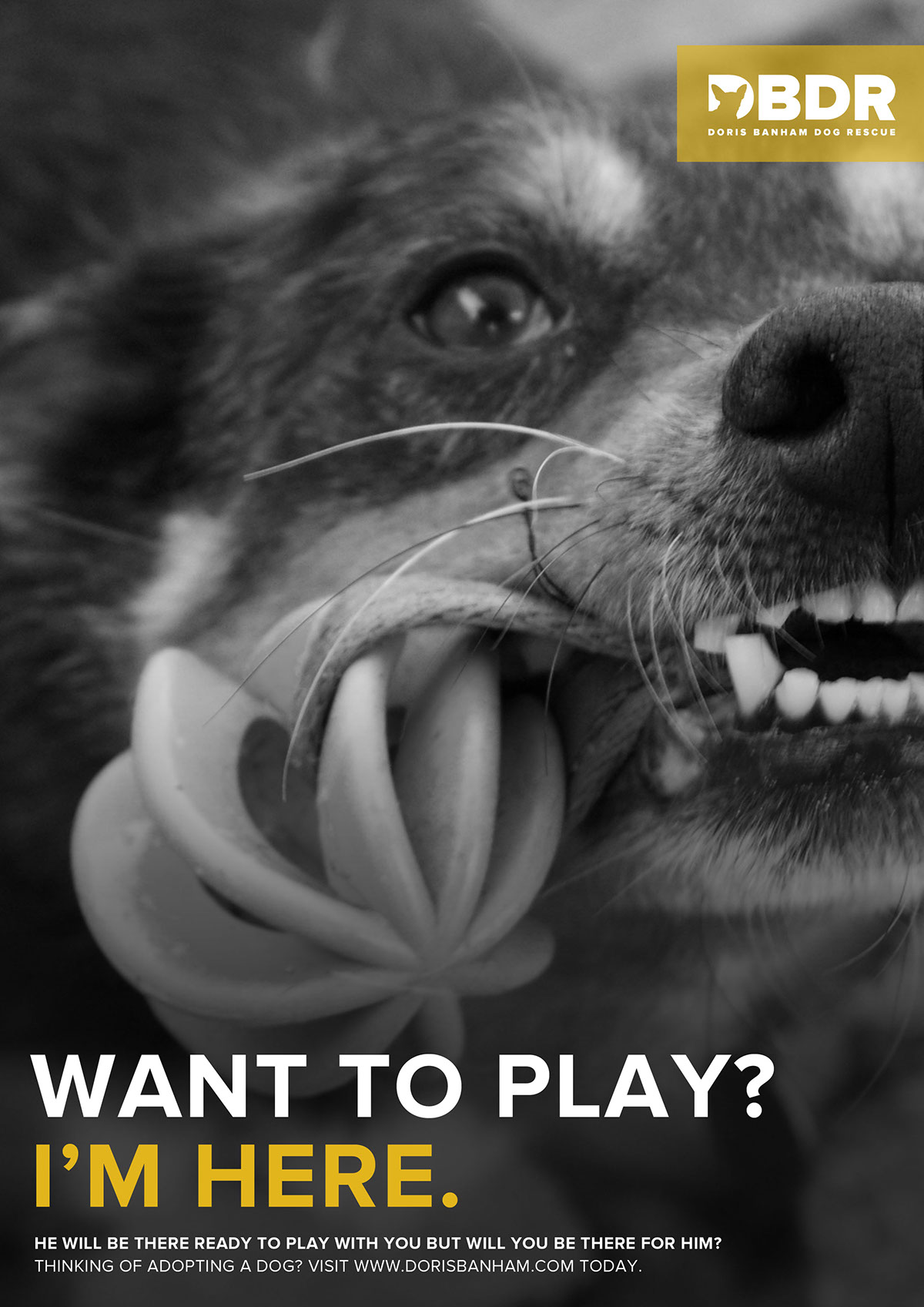 Adobe Portfolio charity dogs photos design creative new graphic Fun best friends donate promote