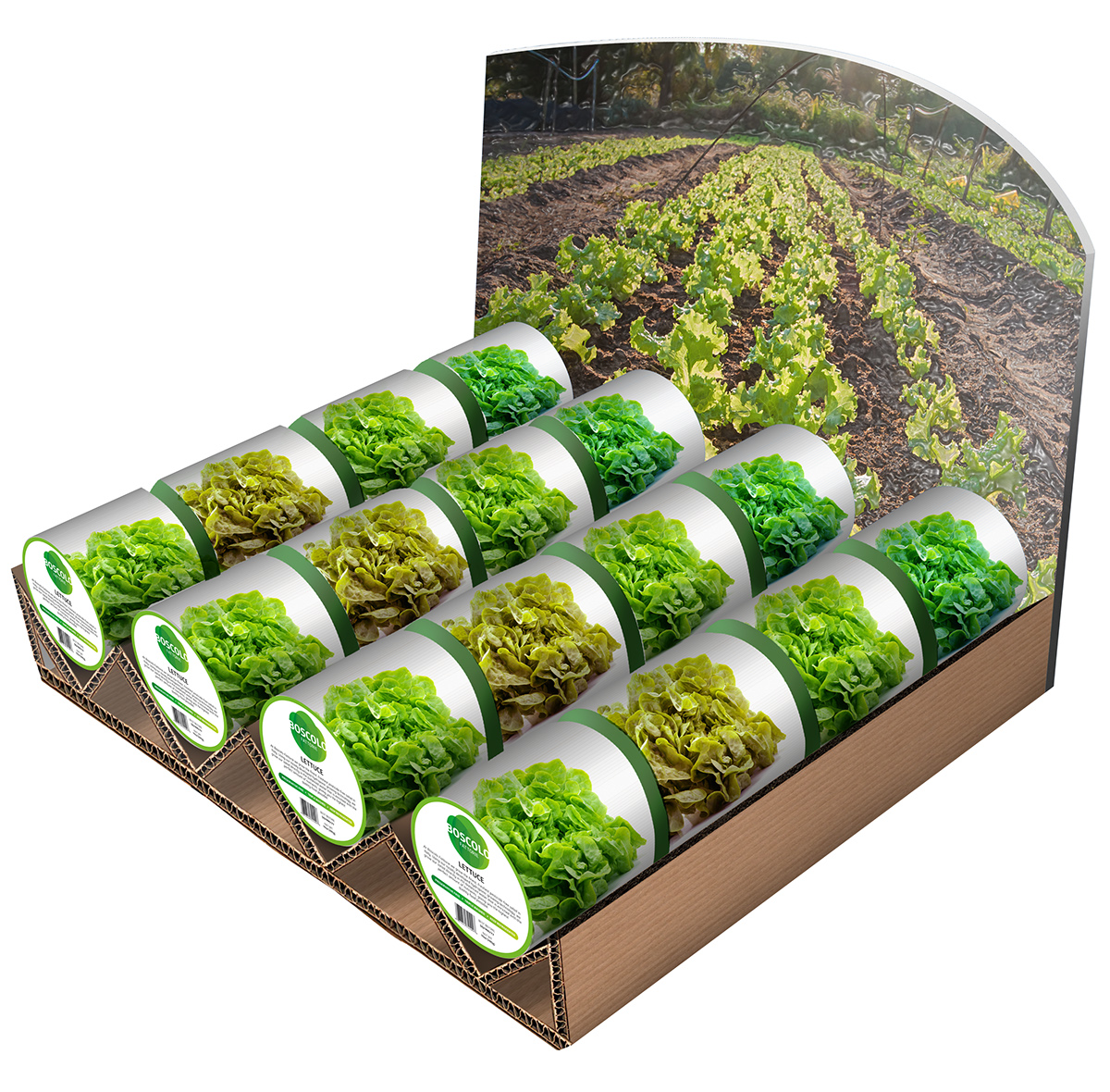farm salad lettuce radicchio stationary Corporate Identity green soil Nature vegetable