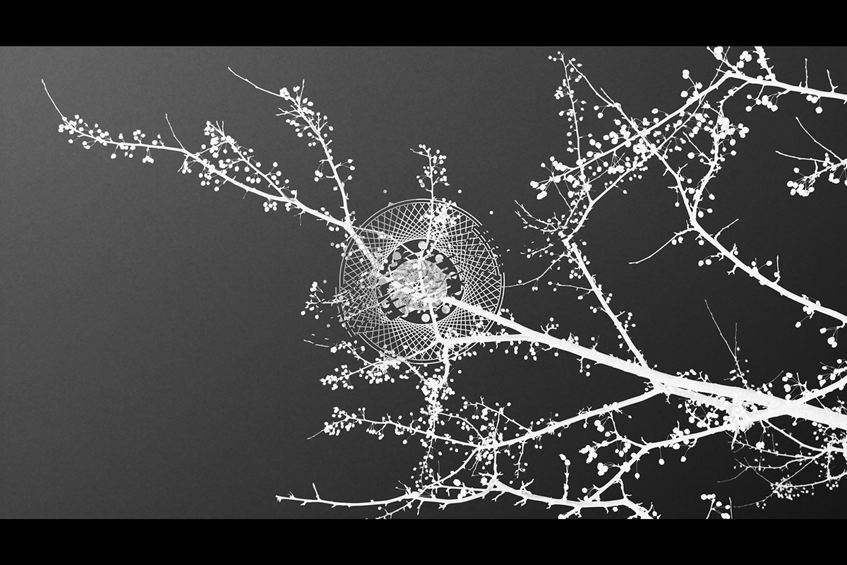 Mandala photos effects Nature black and white