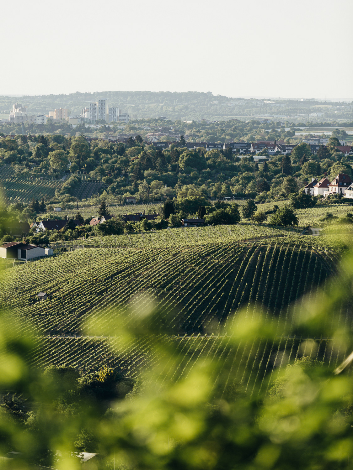 stuttgart Grabkapelle rotenberg Württemberg Landscape sunset drone Vineyards wine germany