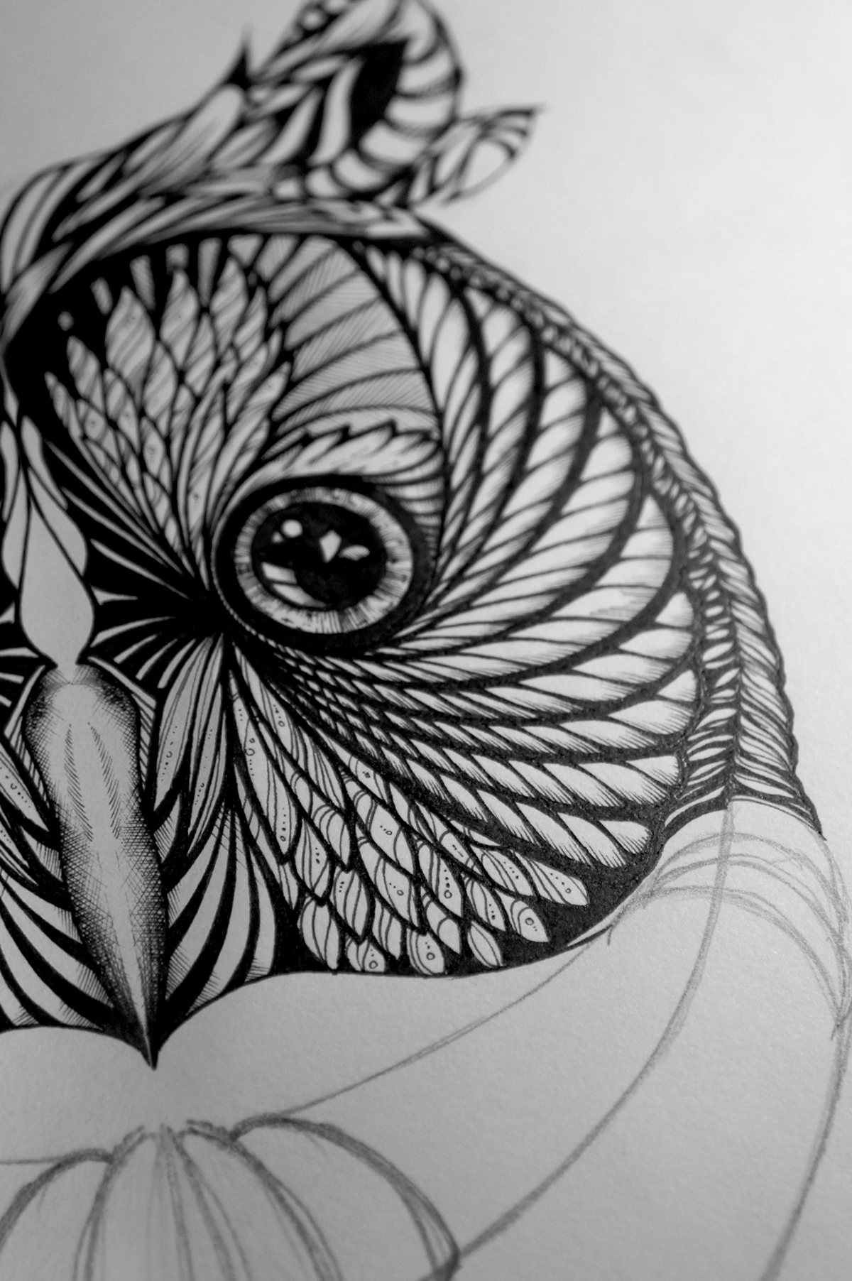 owl hand drawn eyes detail intricate pen black and white illustrating bird animal feathers pattern stripes ears
