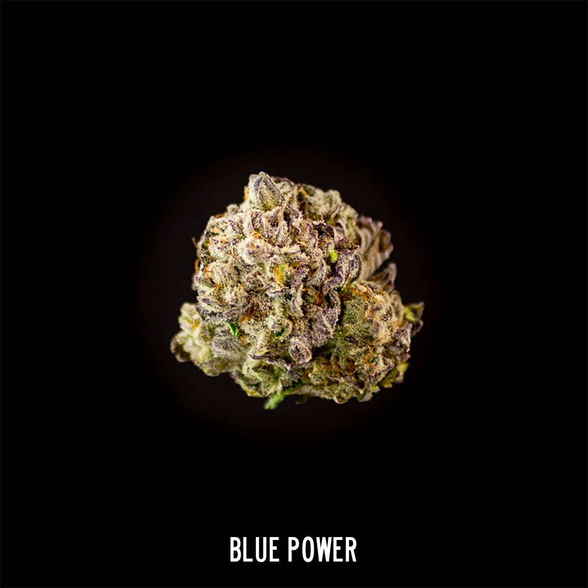 marijuana Mary Jane macro Blue Power power purp ripped bubba sin mint cannabis weed