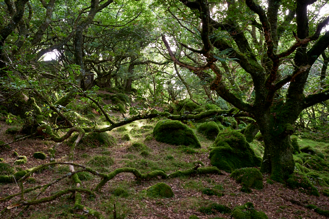 Ancient Ancient woodland oak West Wales UK moss Lichens