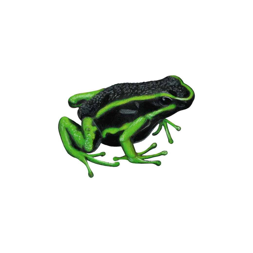 conservation endangered endangered species frog frog illustration frogs Nature conservation nature illustration Poison Dart Frog scientific illustration