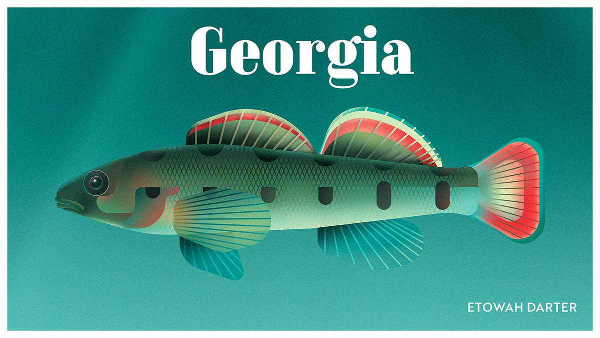 ILLUSTRATION animals wildlife endangered species Extinction Whale Turtle bio-diversity braca burazeri united states