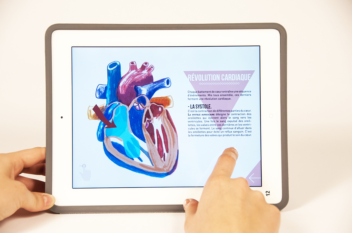 graphisme COEUR heart anatomie anatomy medical illustration medical scientifique Didactique