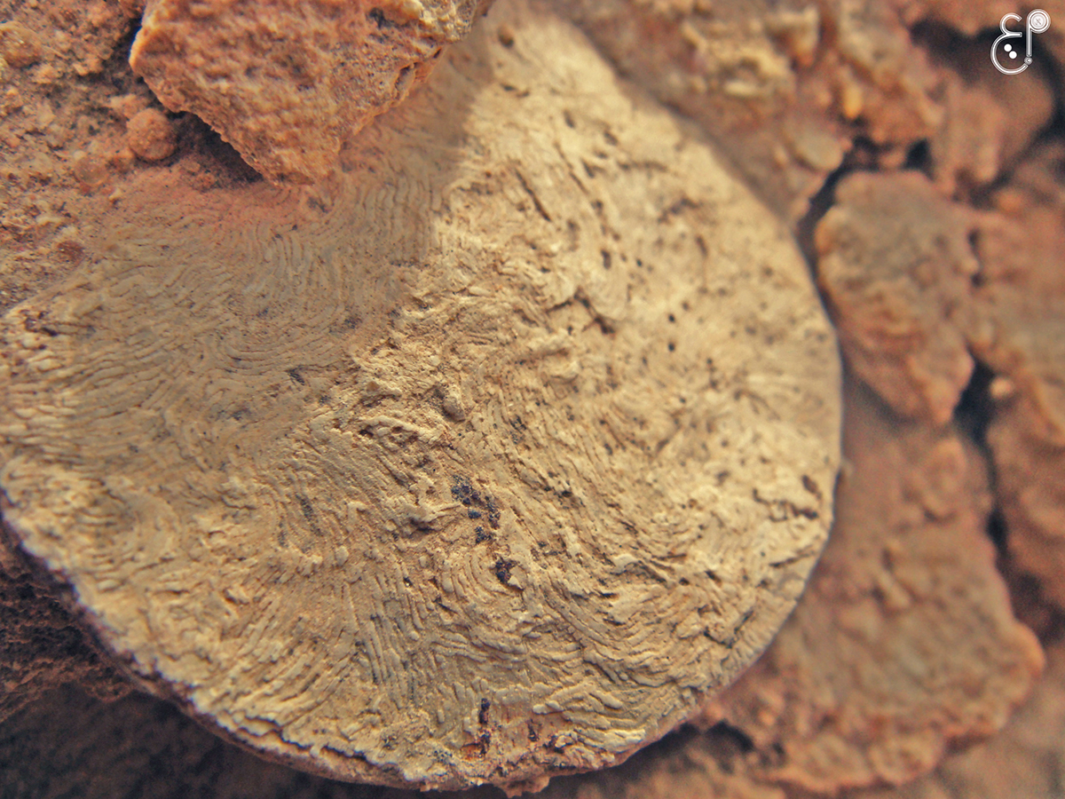 Nummulites Fossil nummulites foraminifera Fossil Nummulite foraminifera Fossil Shell