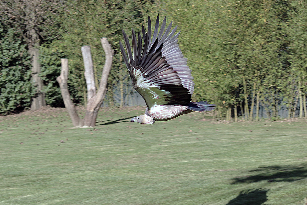 Birds of prey eagle vulture hawk