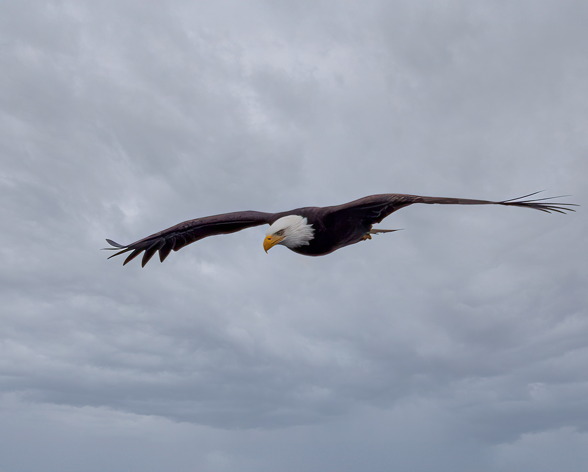 eagles flight soaring clouds trees