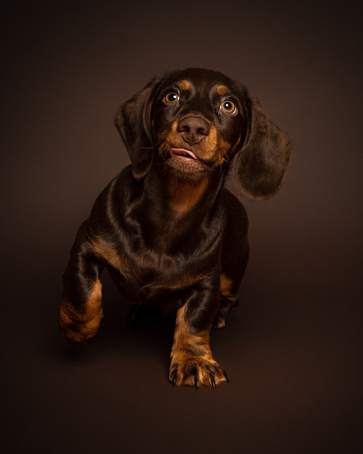 cute Daschund dog dog photography dog portrait puppy
