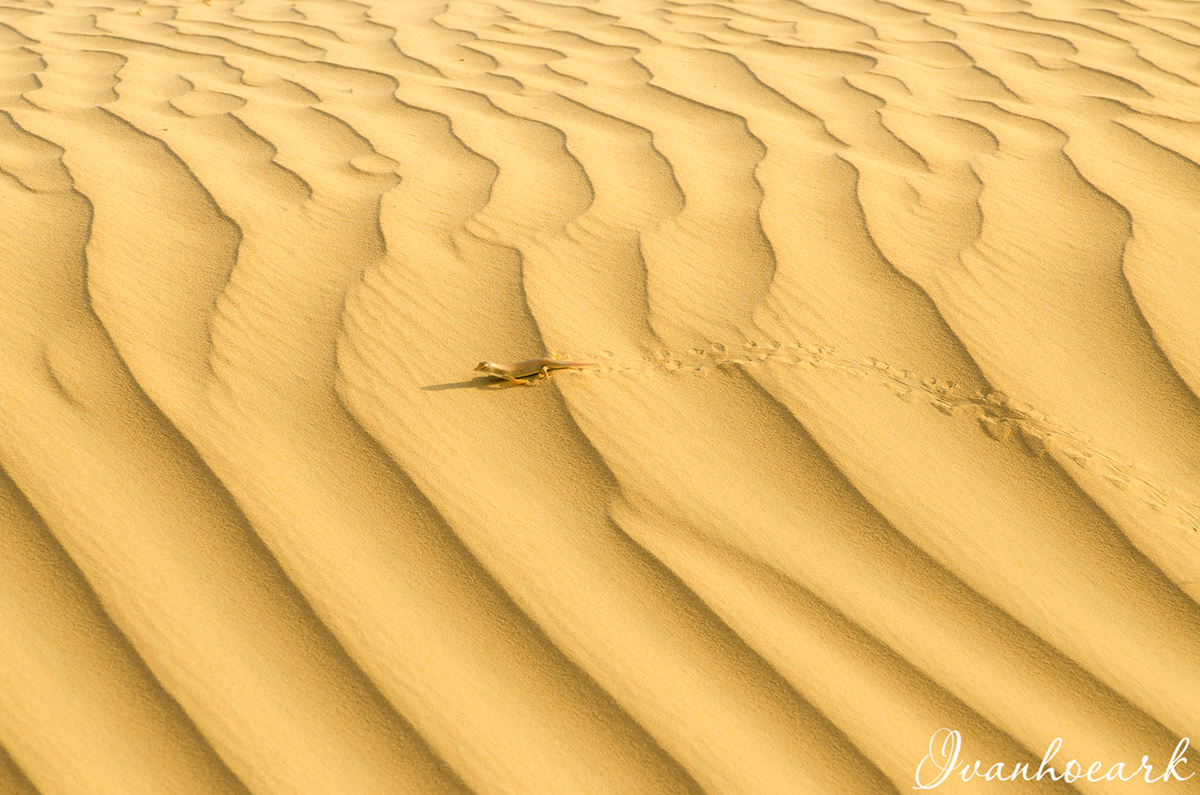 desert digital photogrphy send wind