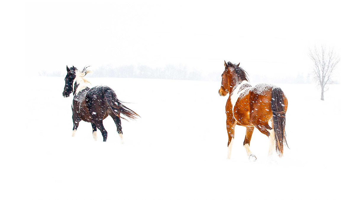pinto horses running in snow storm
