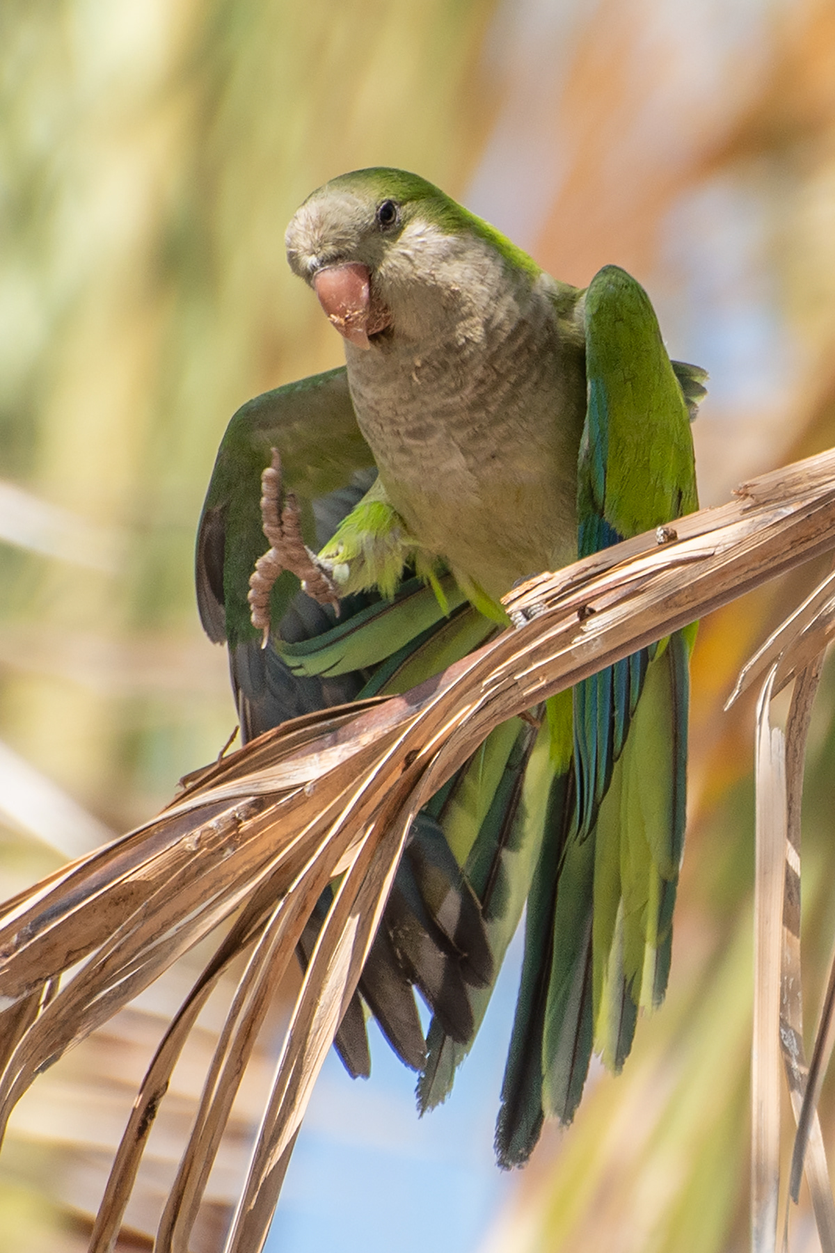 beach costa-del-sol monk-parakeets Nature parakeets parrots spain wildlife
