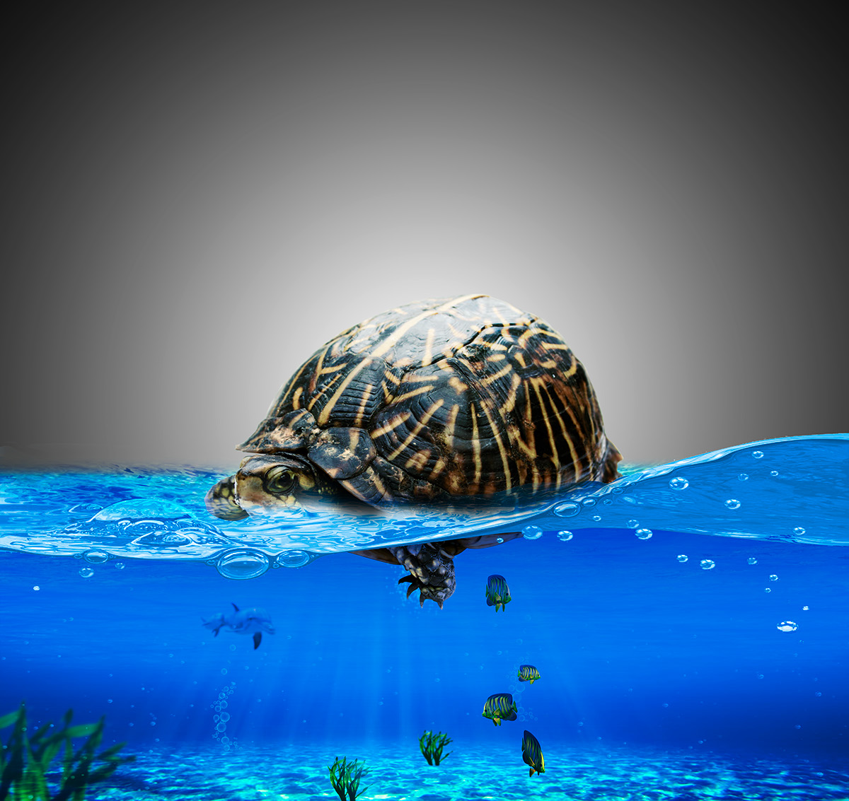 Turtle Manipulation Turtle manipulation ŞÜKRÜ ÇERÇİ  PS see deniz şehir manuplasyon kablumbağa tarih su altı hazine