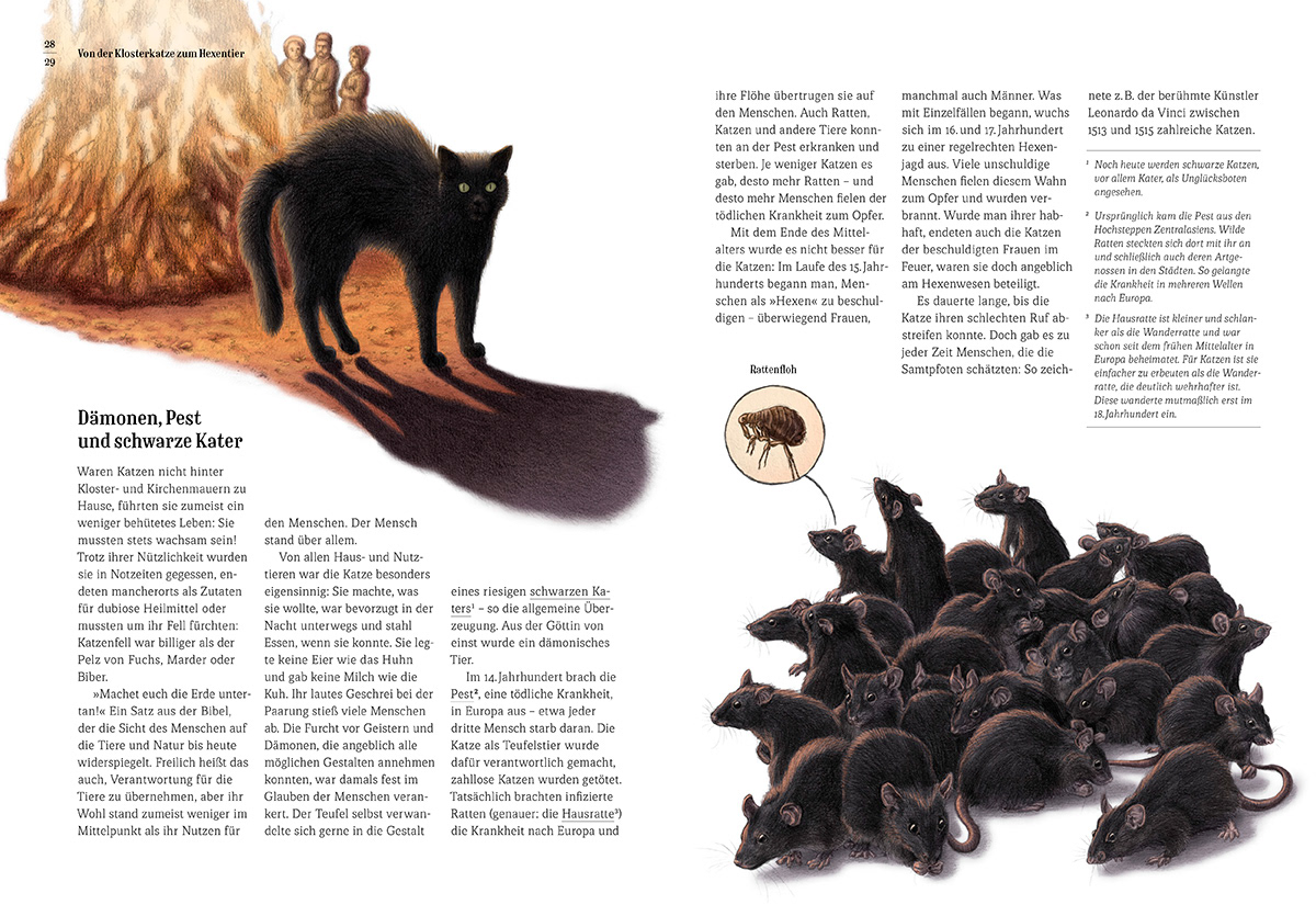 book illustration children's book realistic illustration cats katzen animal illustration book design Buchgestaltung book nonfiction book