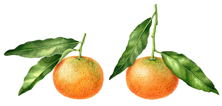 watercolor botany botanical citrus orange Fruit