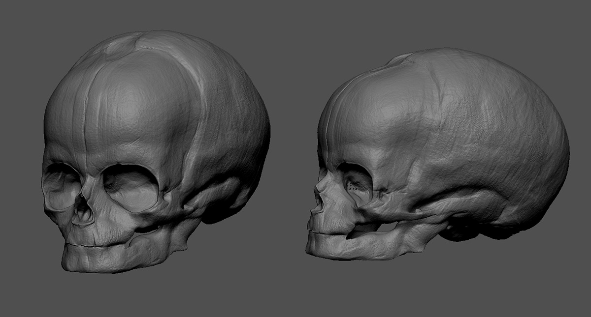 Zbrush artist skull creature fetal study Sculpt dynamesh 1hour john william Crossland John William Crossland character artist anatomy