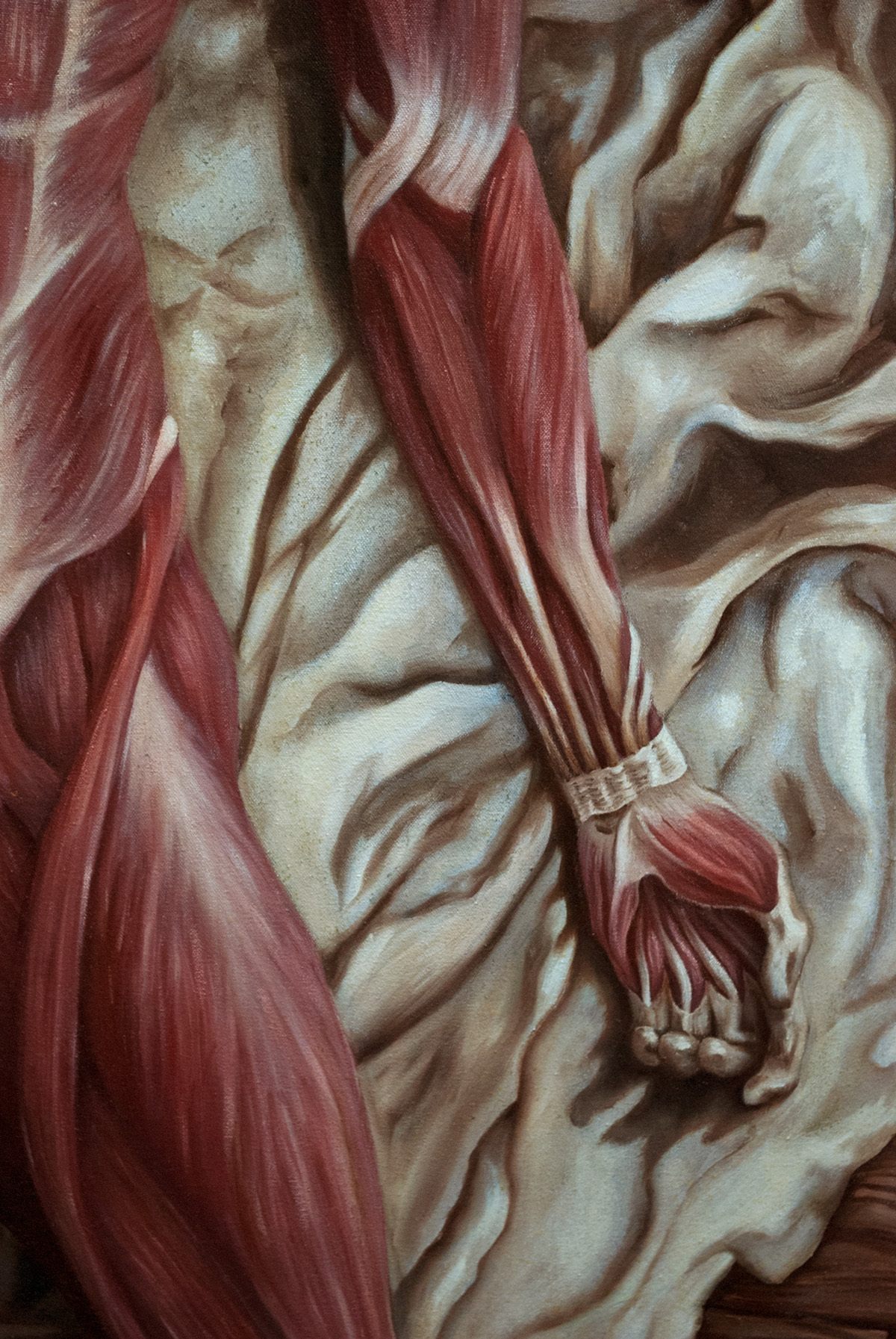 anatomy musculature scientific illustration Oil Painting Glazing
