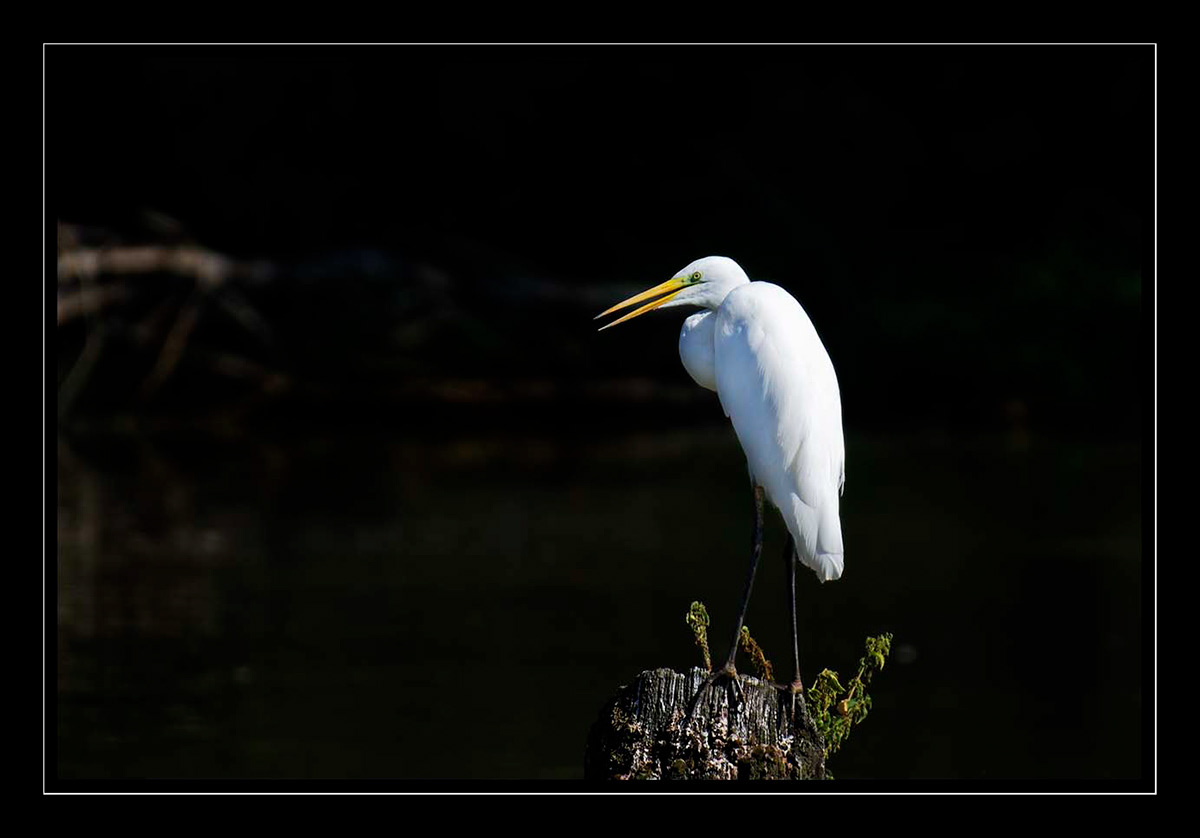 Image may contain: aquatic bird, heron and bird