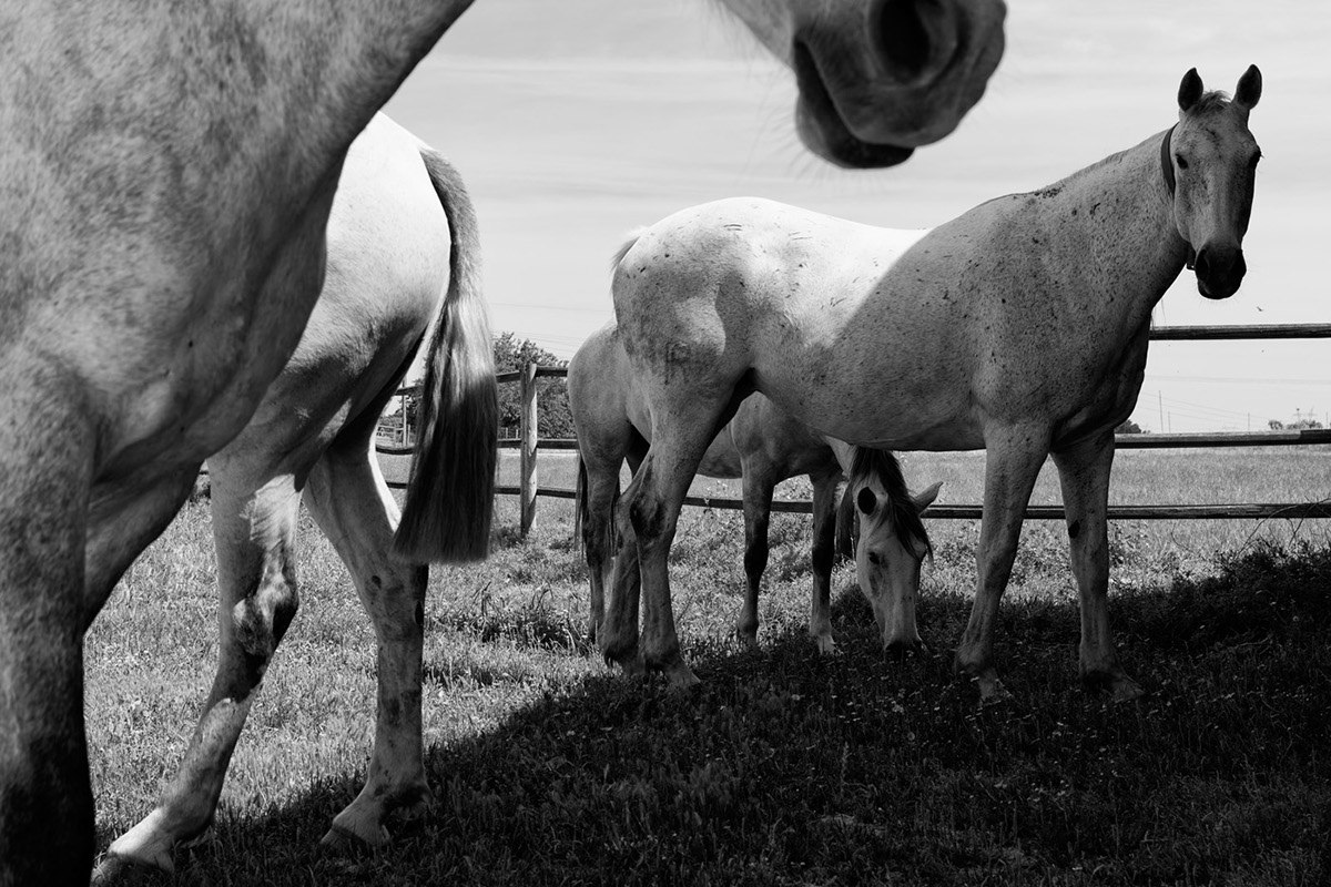 IPF Fotografia chapeus Paisagem Landscape Hats horses Window janela Street street photography Fotografia de Rua lisboa setúbal