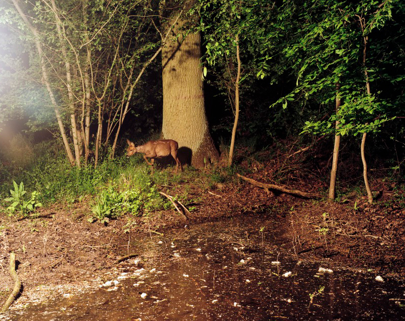 night forest snow Landscape animal