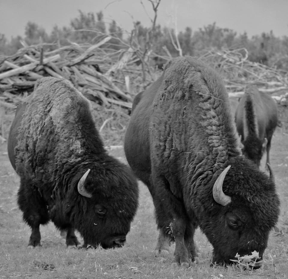 kansas Buffalo bison black and white animals Heartland midwest