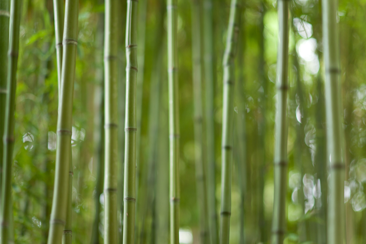 bamboo abstract borderline saveyourhome Nature wild green grass