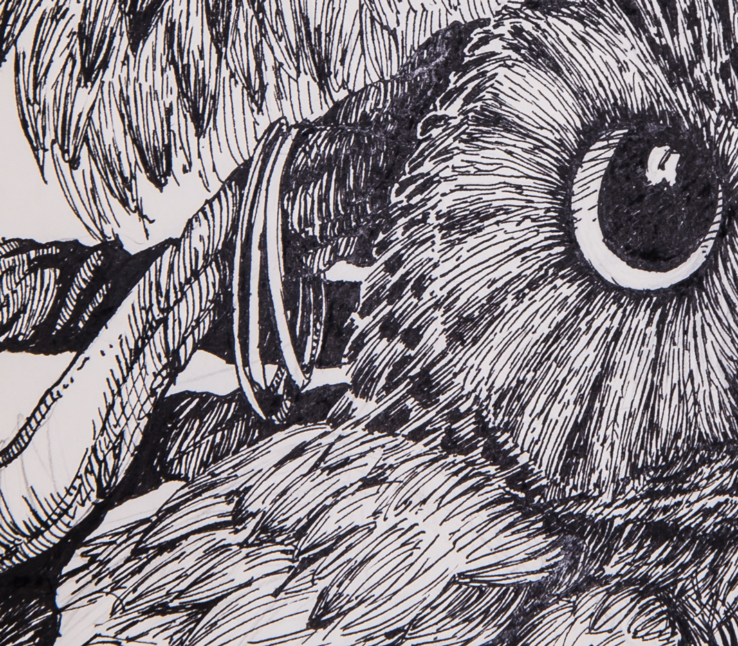 owl ink inktober sketch Drawing  ILLUSTRATION  design