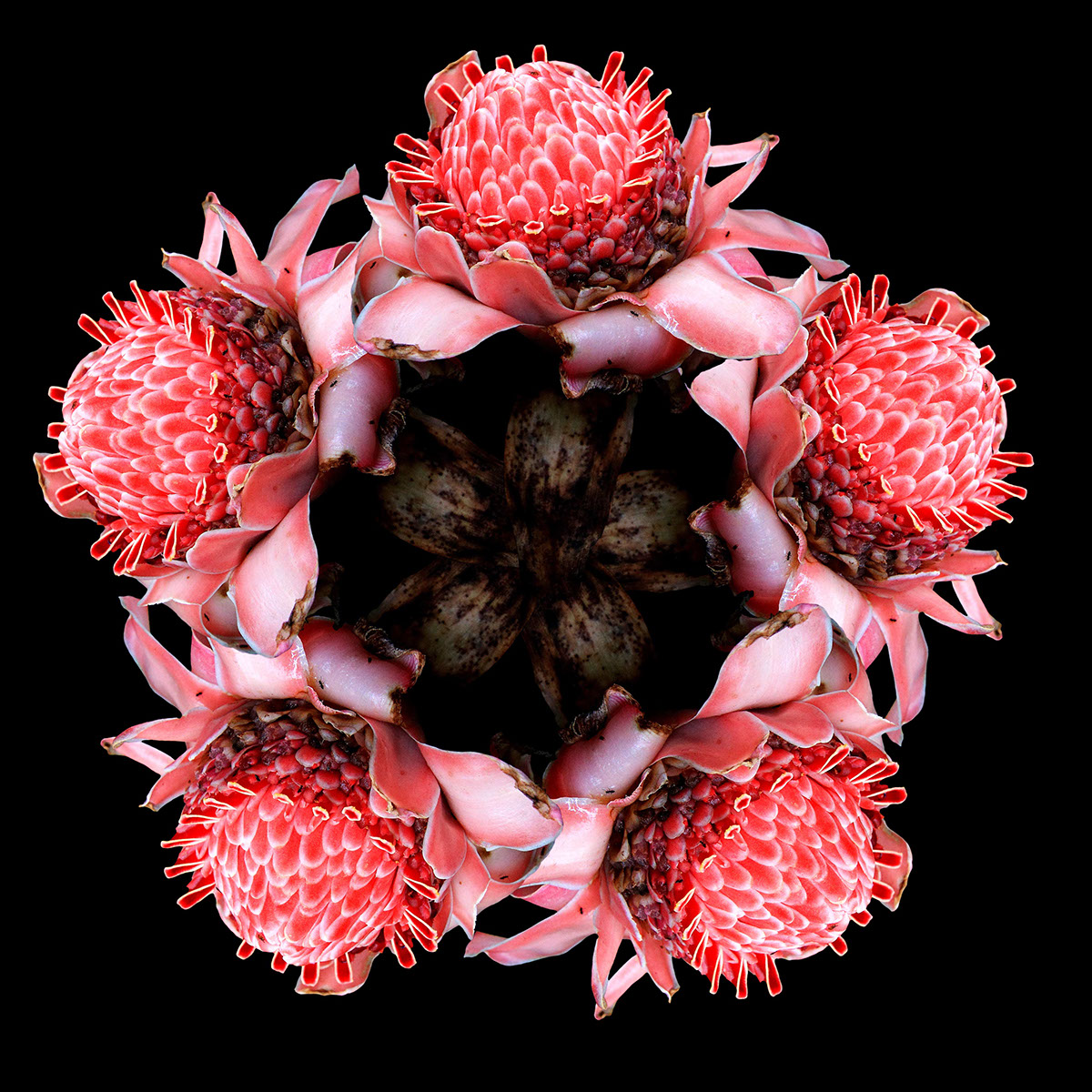 flower colours montage Merge maths 3.14 Fibonacci