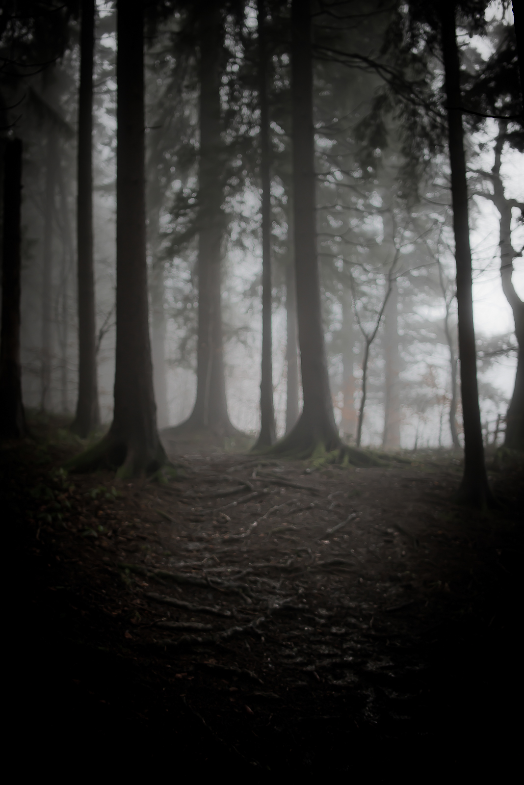 mist fog woods forest wood Landscape Nature dog