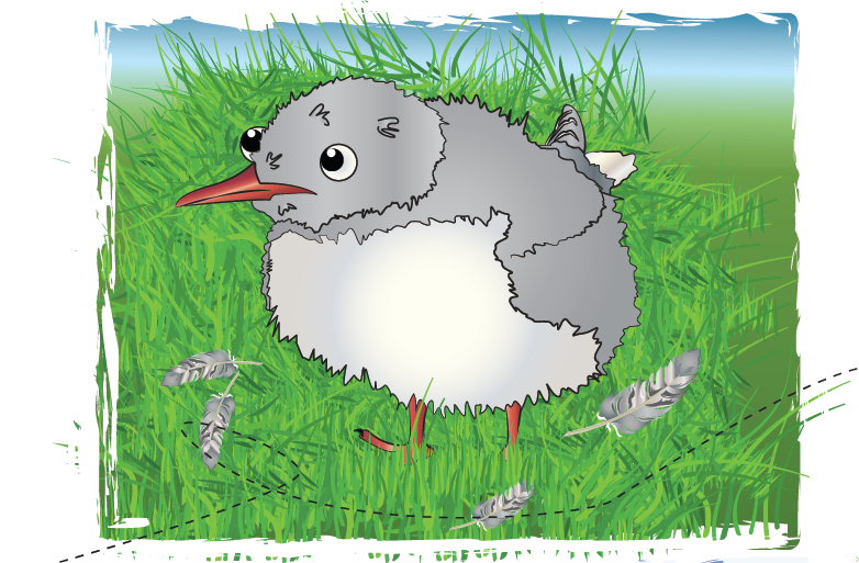 Children's Books arctic tern sea turtle elephant