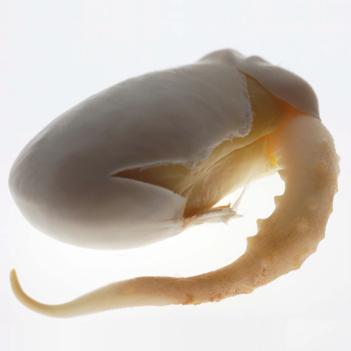 beans Embryo inbetween macro light  Kalina Hristova