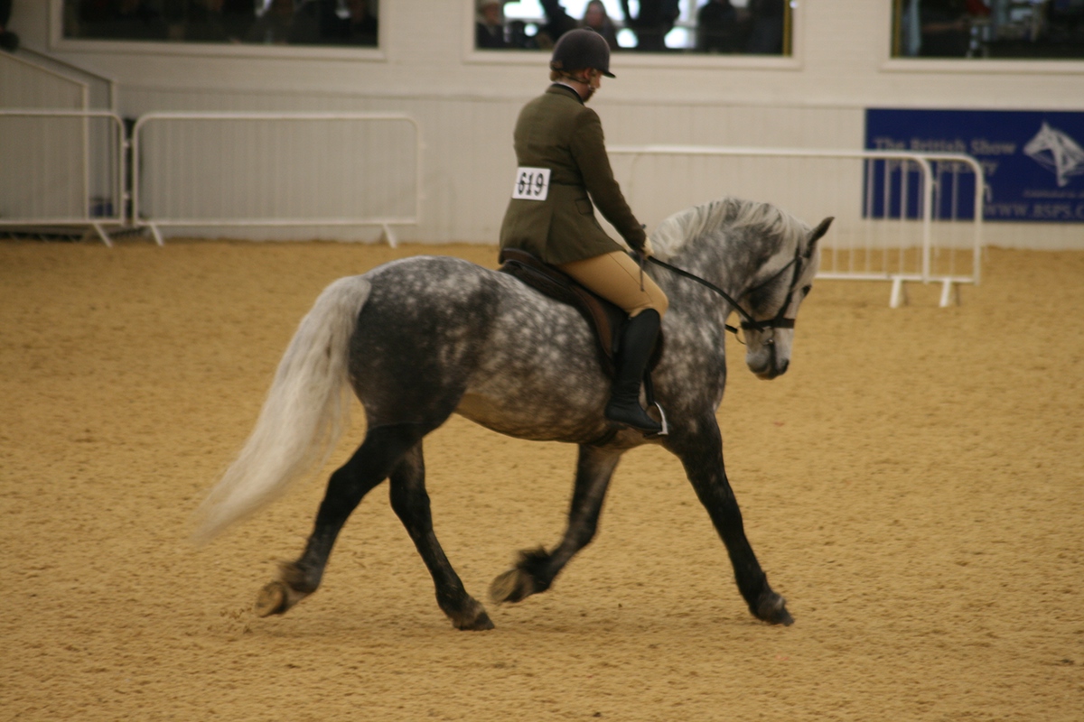 horse equestrian riding arena uk showing BSPS