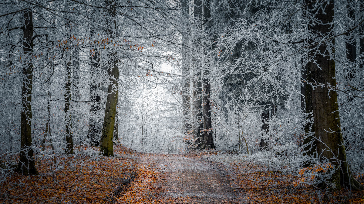 winter frost Landscape Photography  germany forest trees