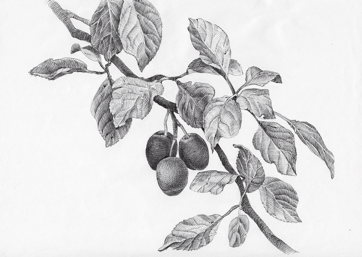stillife handdrawn apple Plum blackberry chokeberry red currant jam summer yummy fruits juicy pen old masters engraving