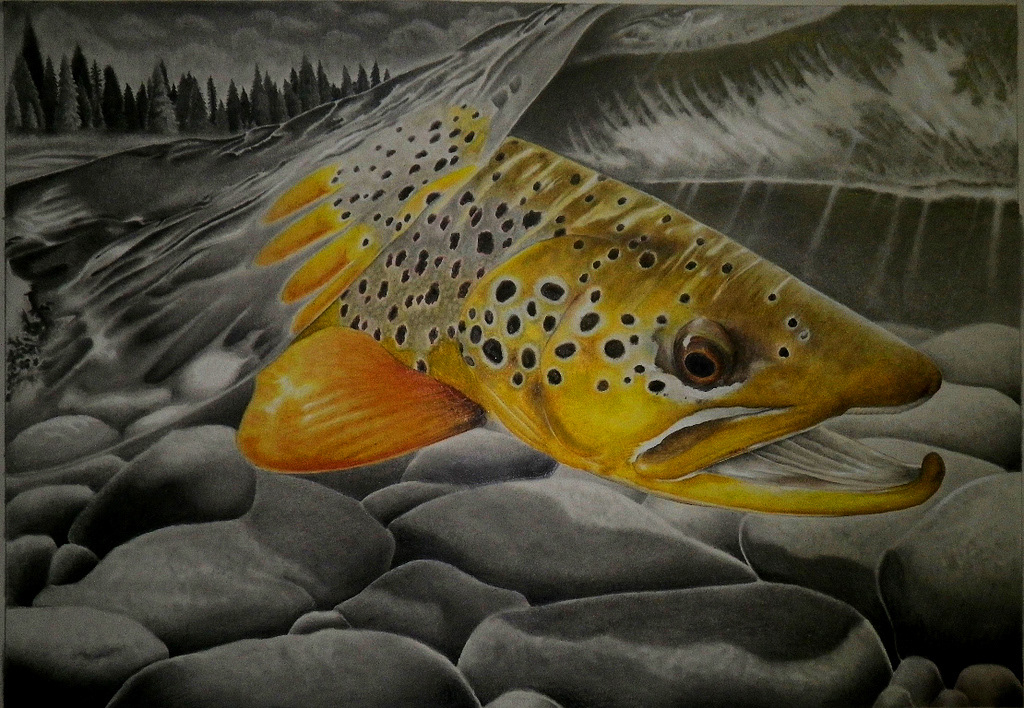 trout  fishing  fish   rainbow  brown  brook  art  drawing  graphite pencil Fly nick laferriere