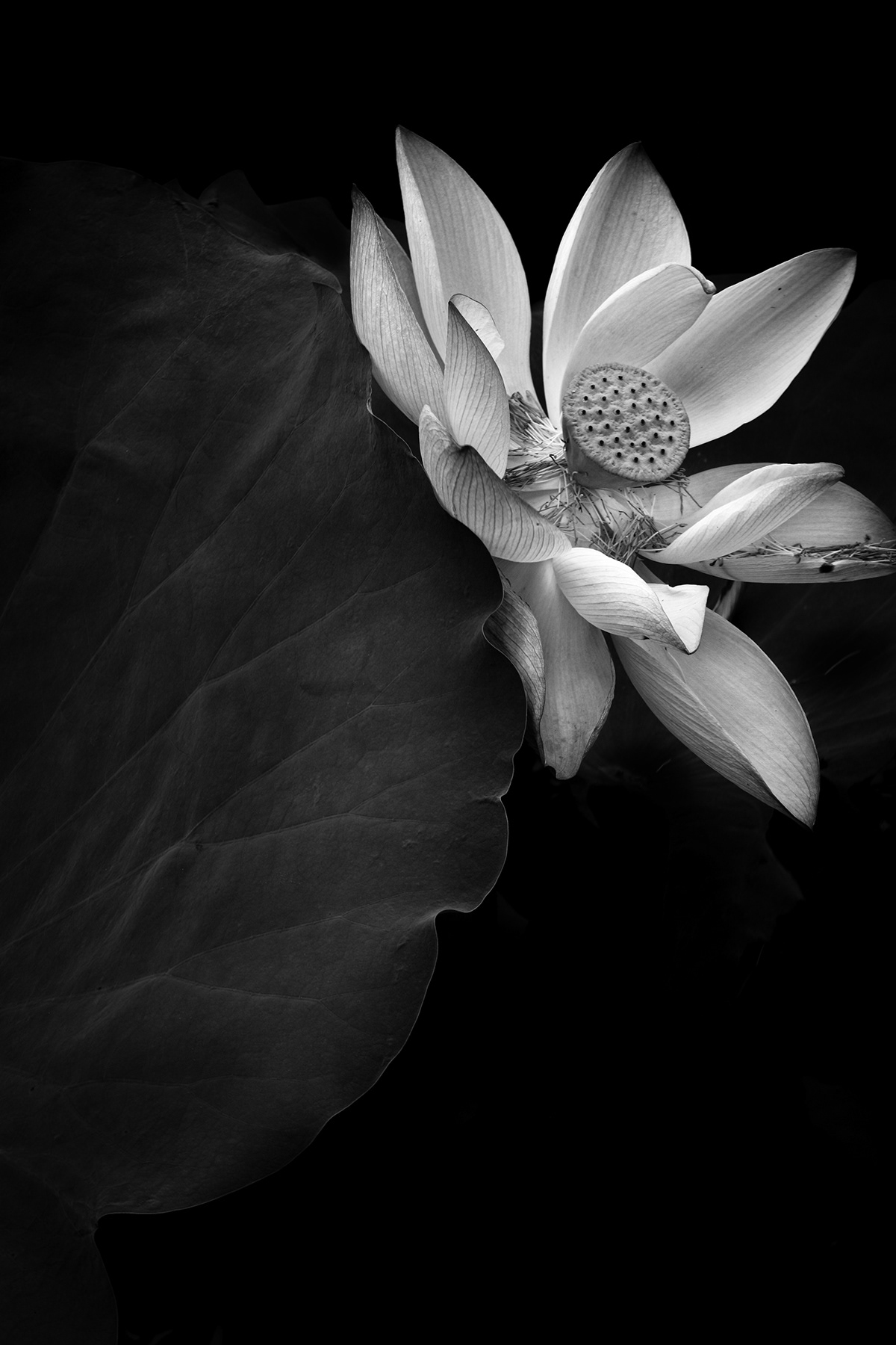lotus flower Lotus Leaves Nature black and white abstract texture 荷花 荷叶