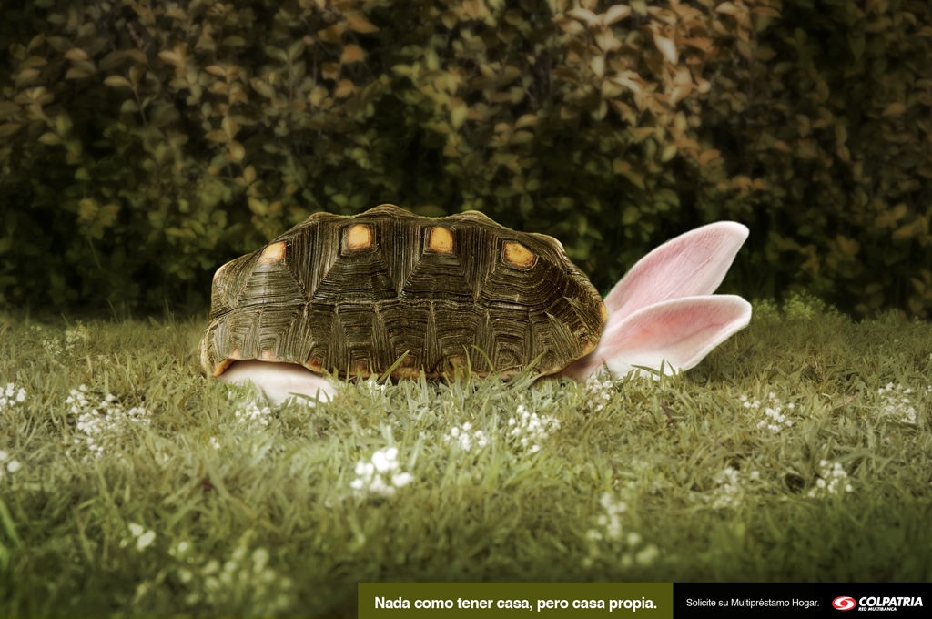 tortuga conejo Fotografia Montaje