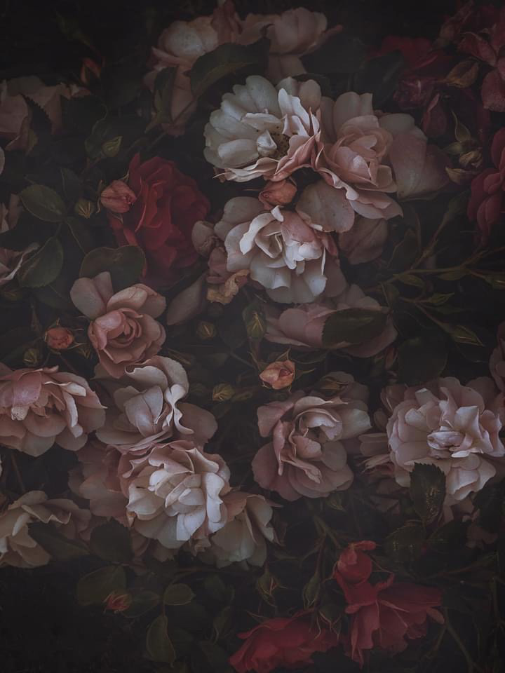 dahlia dutch inspired FINEART floral Interior wallart