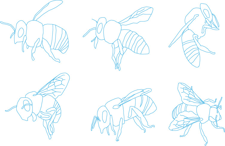 bees Insects type