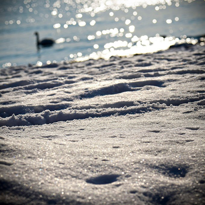 winter cold blue snow swan