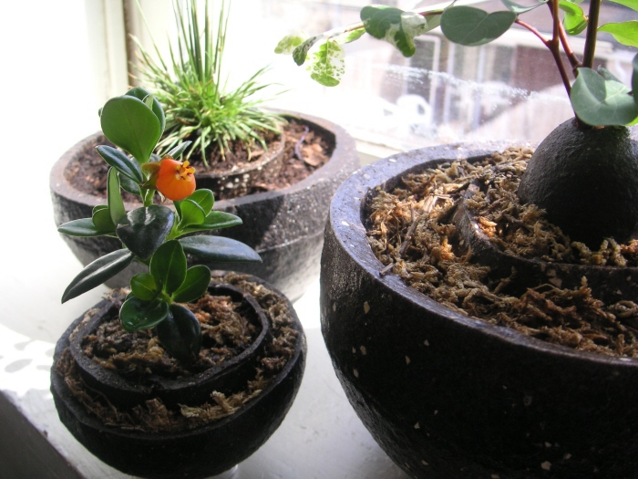 biodegradable container green grow layers plastic pot relationship seedling Brett Duncan