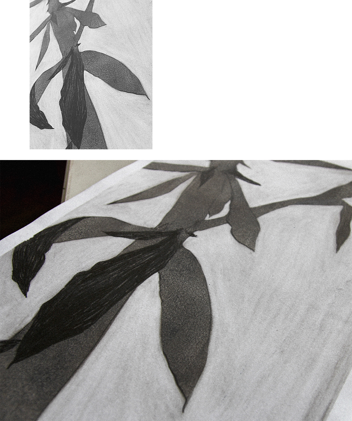 plants graphic pensil SAUSE texture