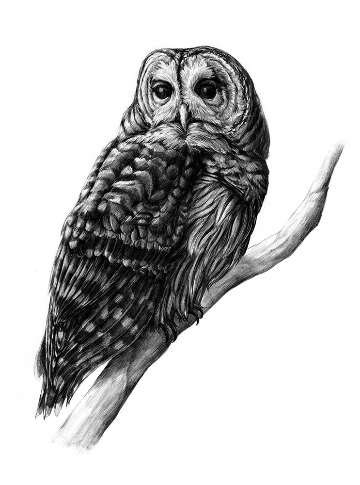 barred owl graphite rendering Drawing  ILLUSTRATION  scientific illustration natural science art bird portrait bird